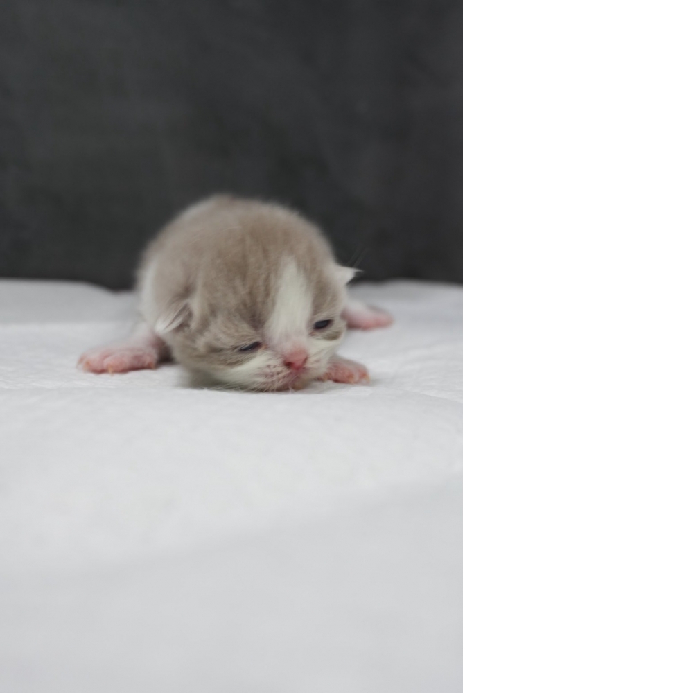 紫丁香賓士英短貓咪(2026.04.06誕生)*