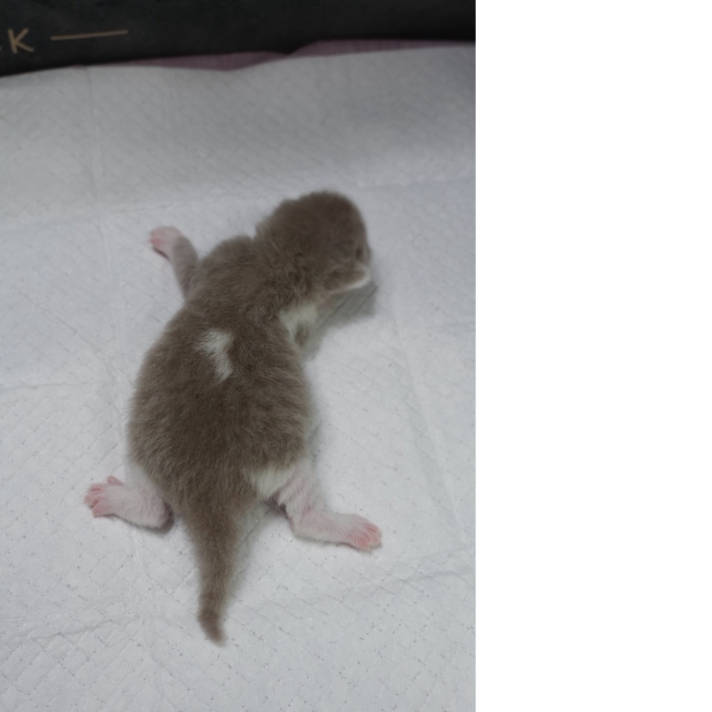 紫丁香賓士英短貓咪(2026.04.06誕生)*