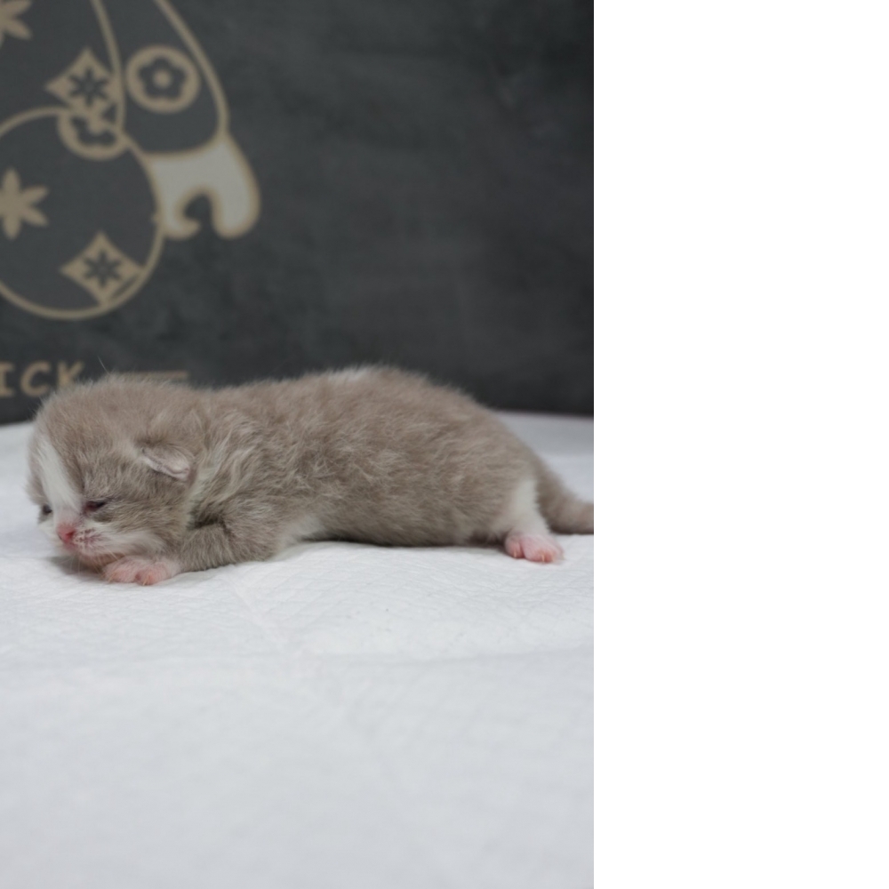 紫丁香賓士英短貓咪(2026.04.06誕生)*