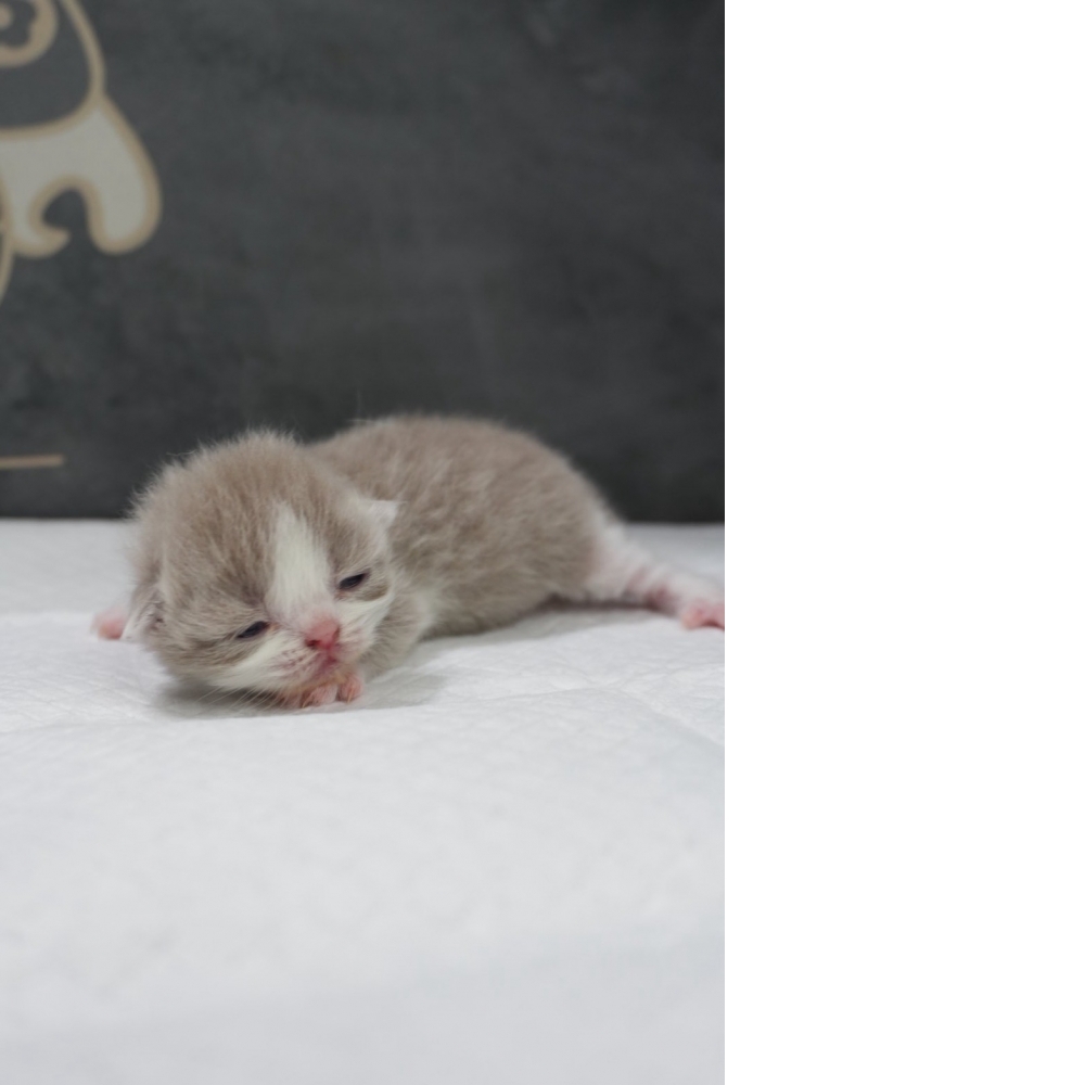 紫丁香賓士英短貓咪(2026.04.06誕生)*