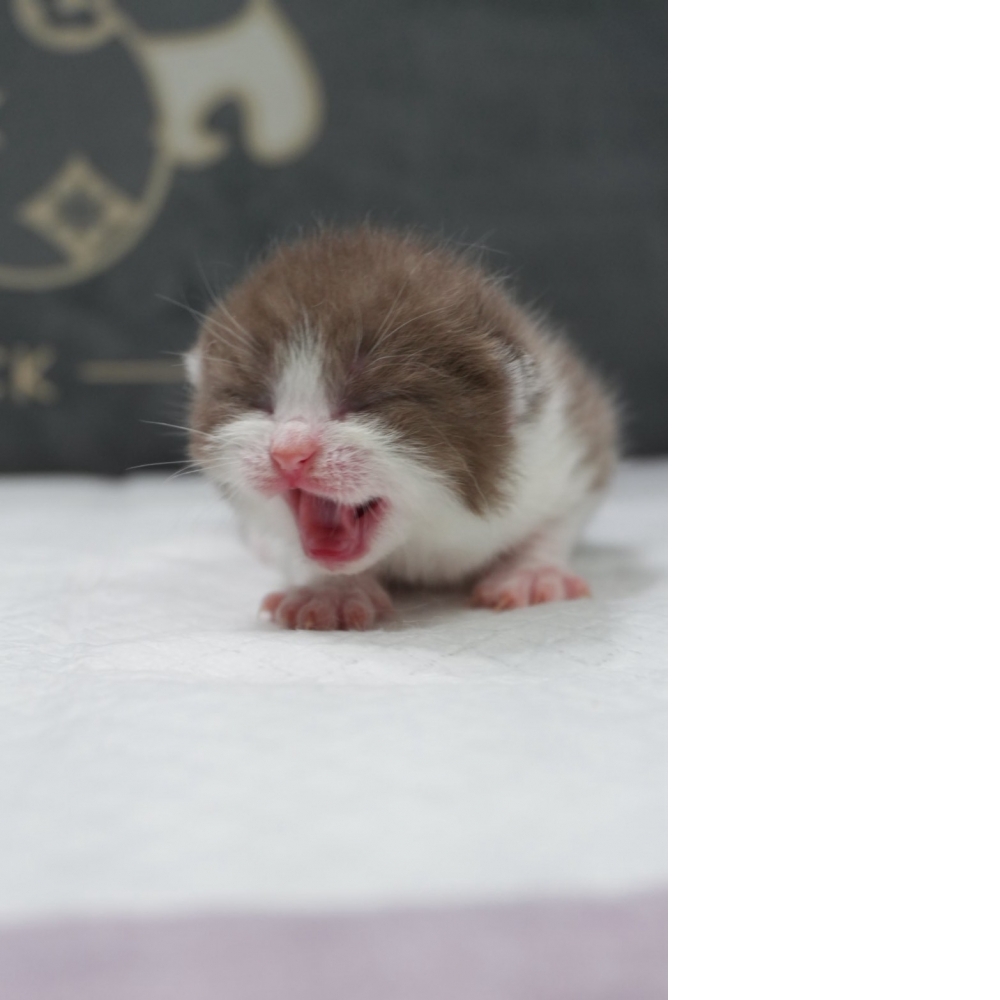 肉桂色賓士英短貓咪(