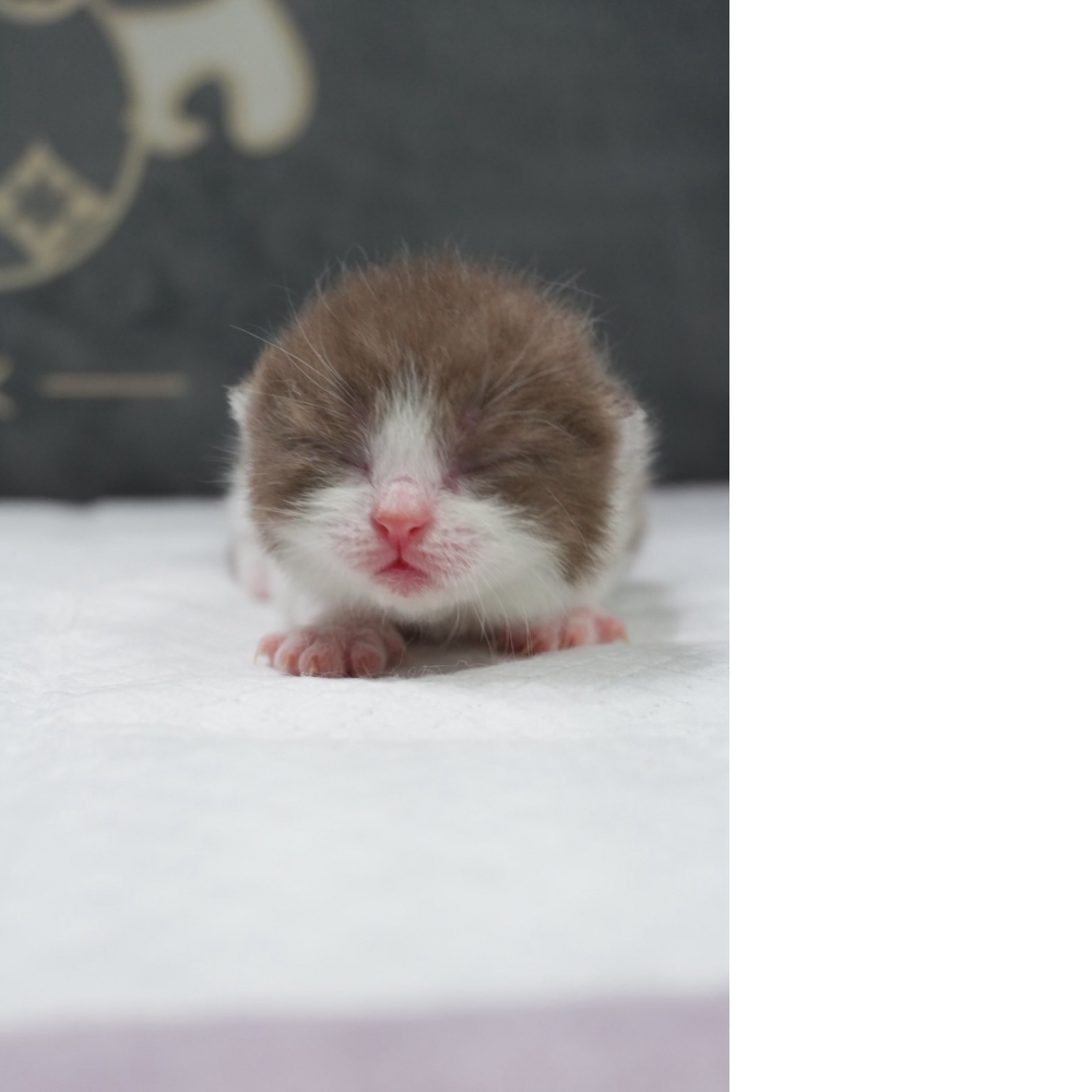 肉桂色賓士英短貓咪(2026.04.13誕生)