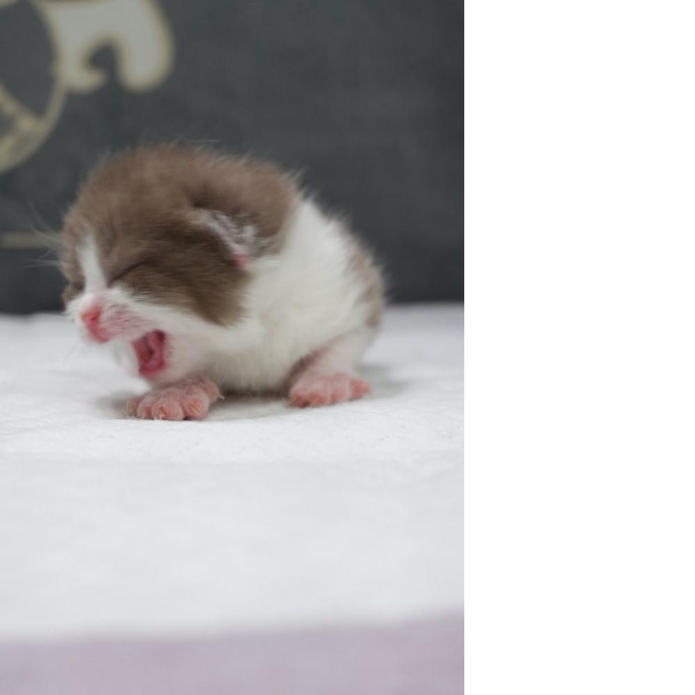 肉桂色賓士英短貓咪(2026.04.13誕生)