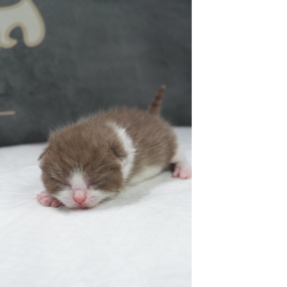 肉桂色賓士英短貓咪(2026.04.13誕生)