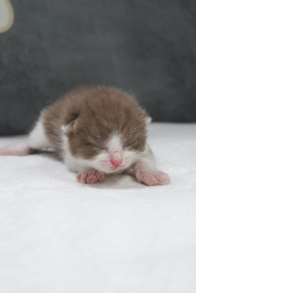 肉桂色賓士英短貓咪(2026.04.13誕生)