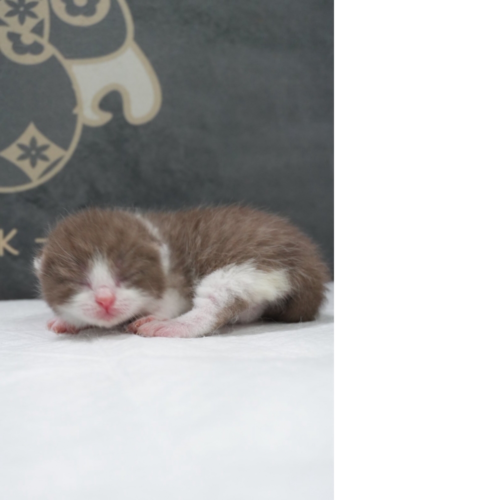 肉桂色賓士英短貓咪(