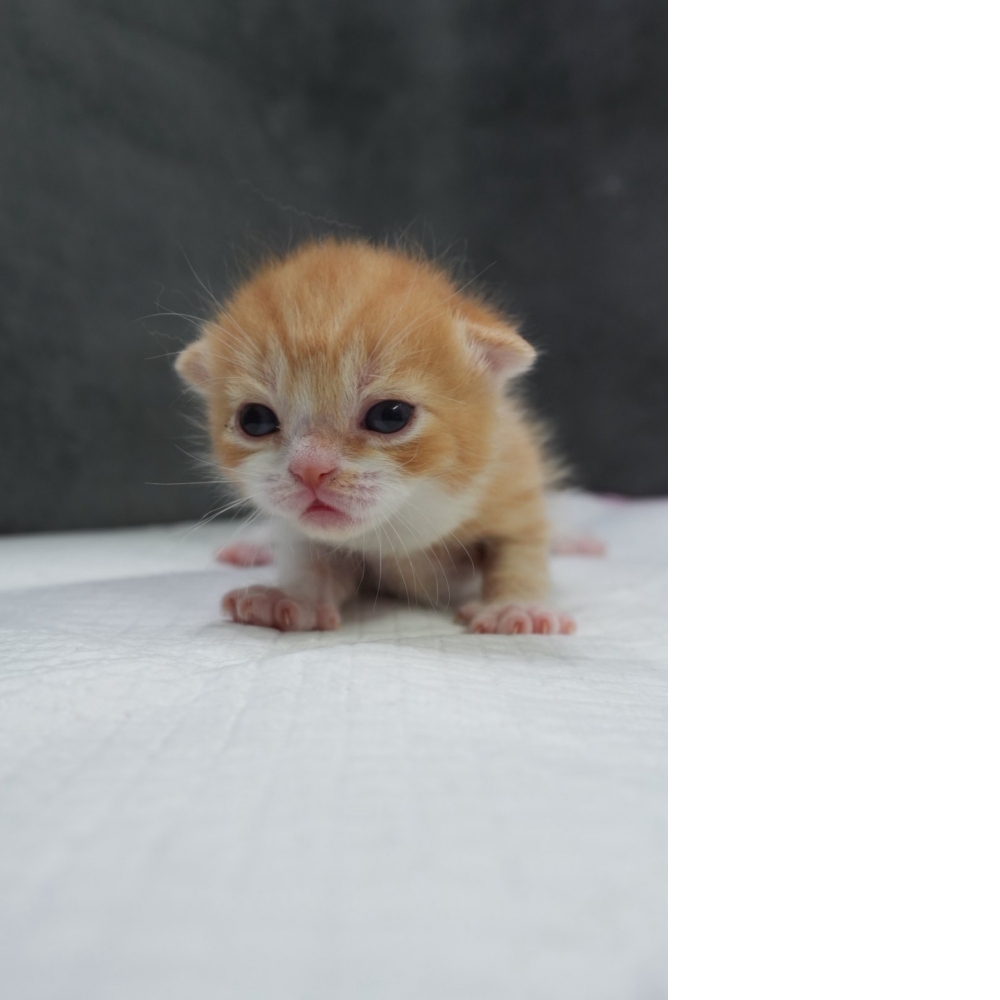 奶油多白英短貓咪(2026.04.06誕生)*