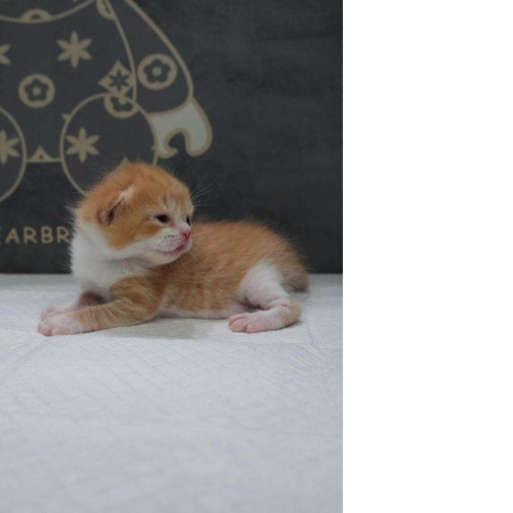 奶油多白英短貓咪(2026.04.06誕生)*