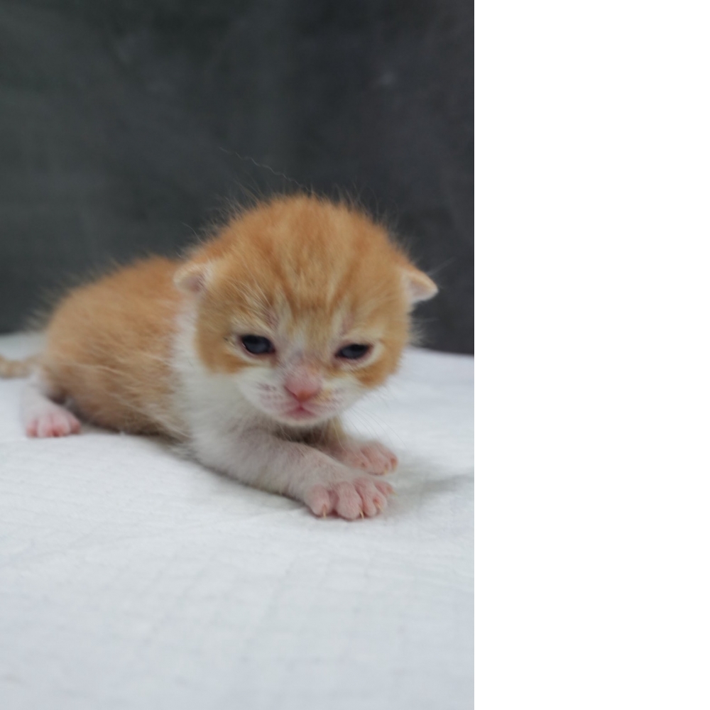 奶油多白英短貓咪(2026.04.06誕生)*