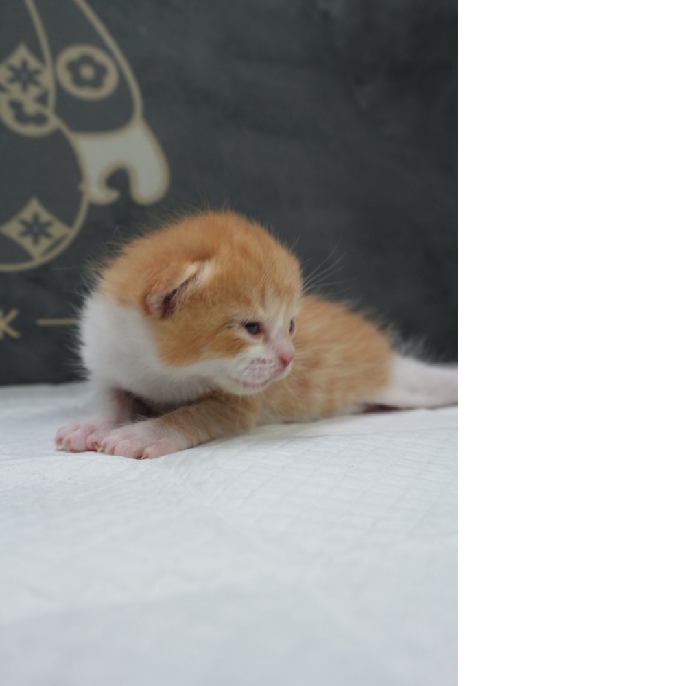 奶油多白英短貓咪(2026.04.06誕生)*