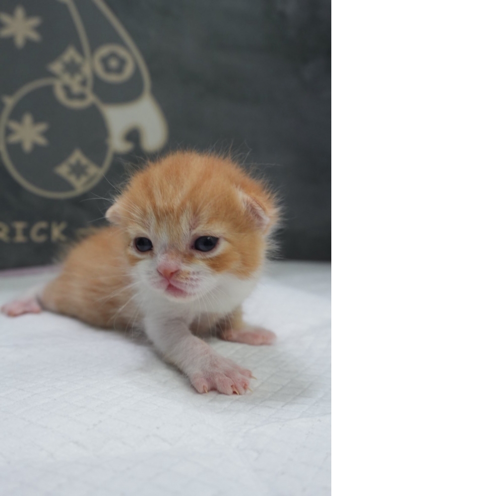 奶油多白英短貓咪(2