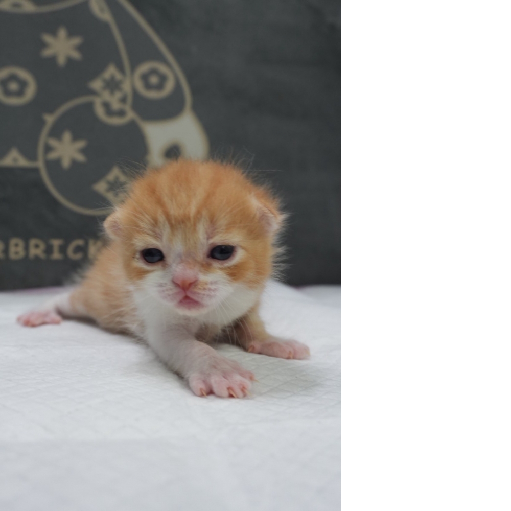 奶油多白英短貓咪(2026.04.06誕生)*