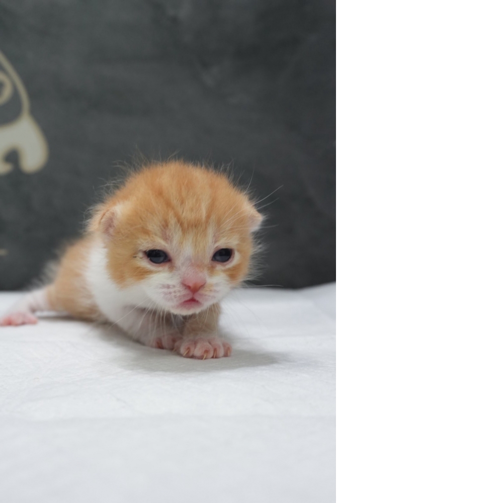 奶油多白英短貓咪(2026.04.06誕生)*