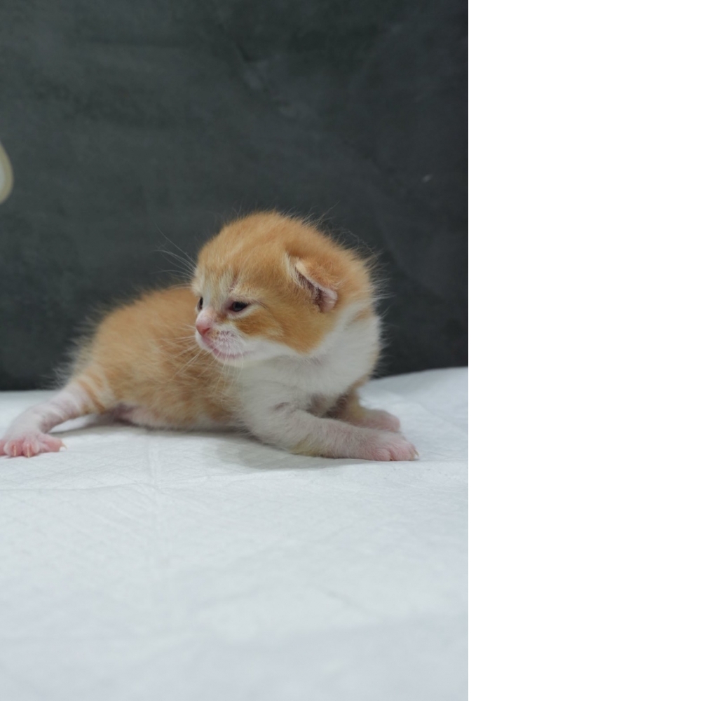 奶油多白英短貓咪(2026.04.06誕生)*