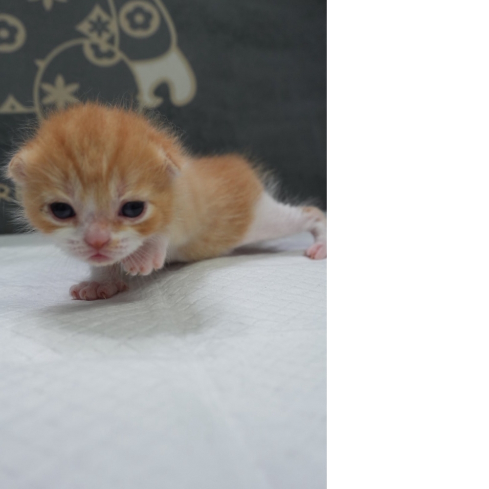 奶油多白英短貓咪(2026.04.06誕生)*