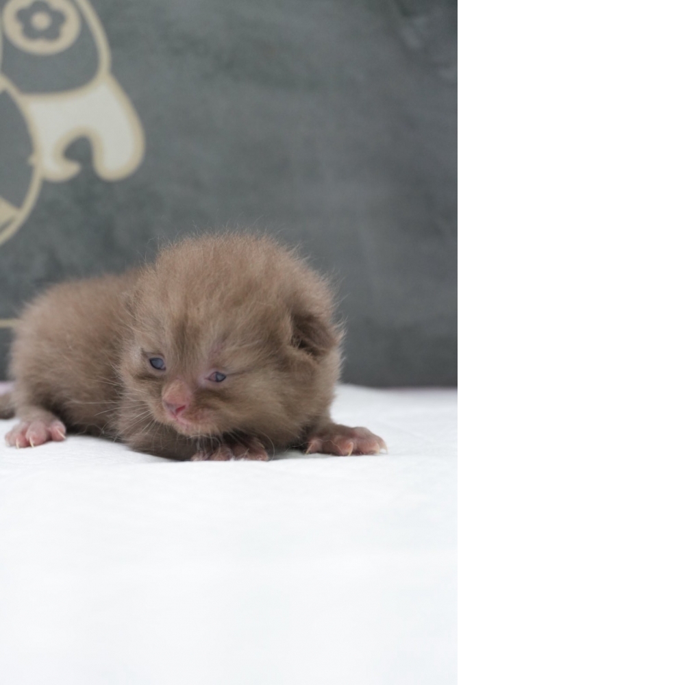 肉桂色英短貓咪(20