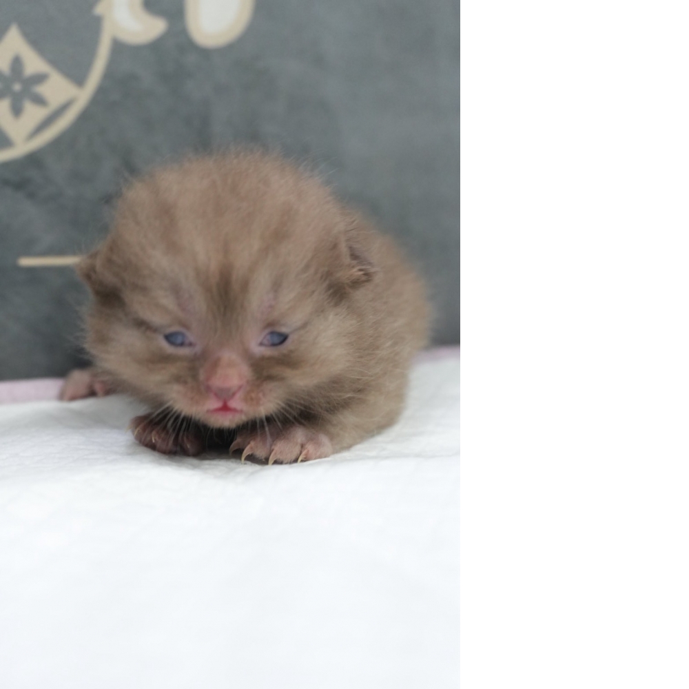 肉桂色英短貓咪(2026.04.13誕生)
