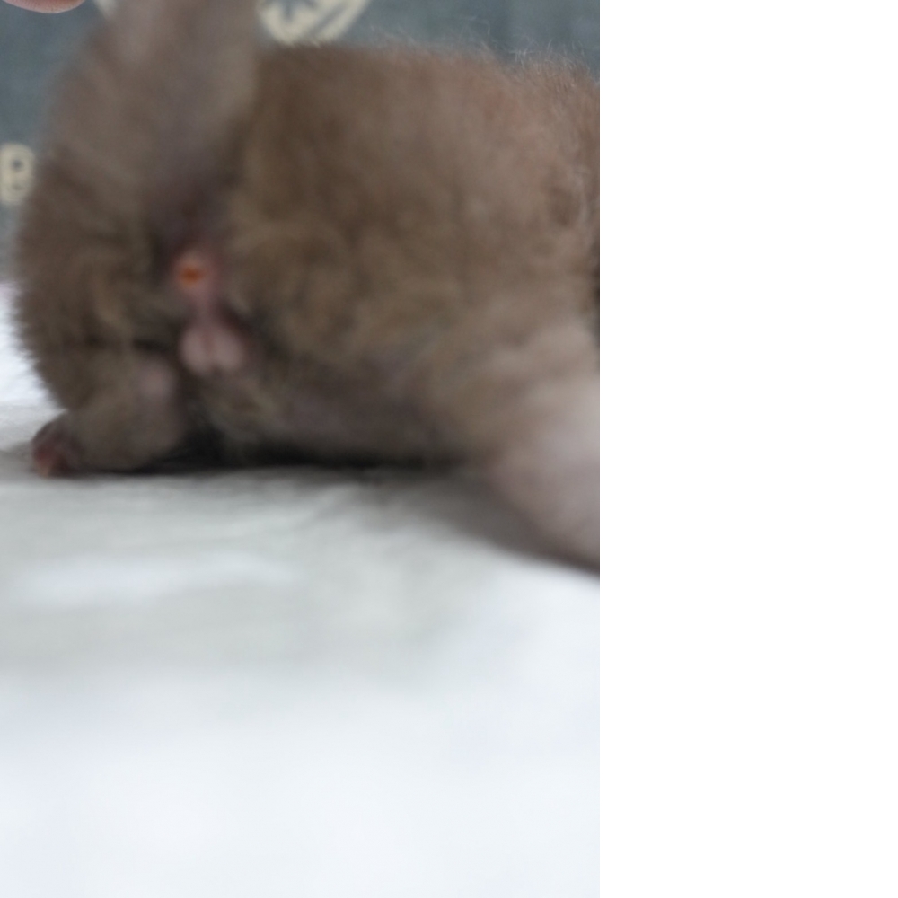 肉桂色英短貓咪(2026.04.13誕生)