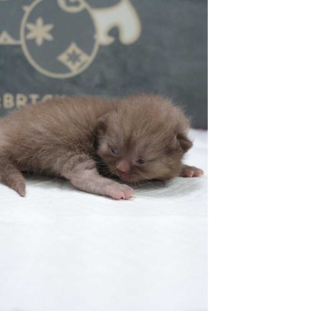 肉桂色英短貓咪(2026.04.13誕生)