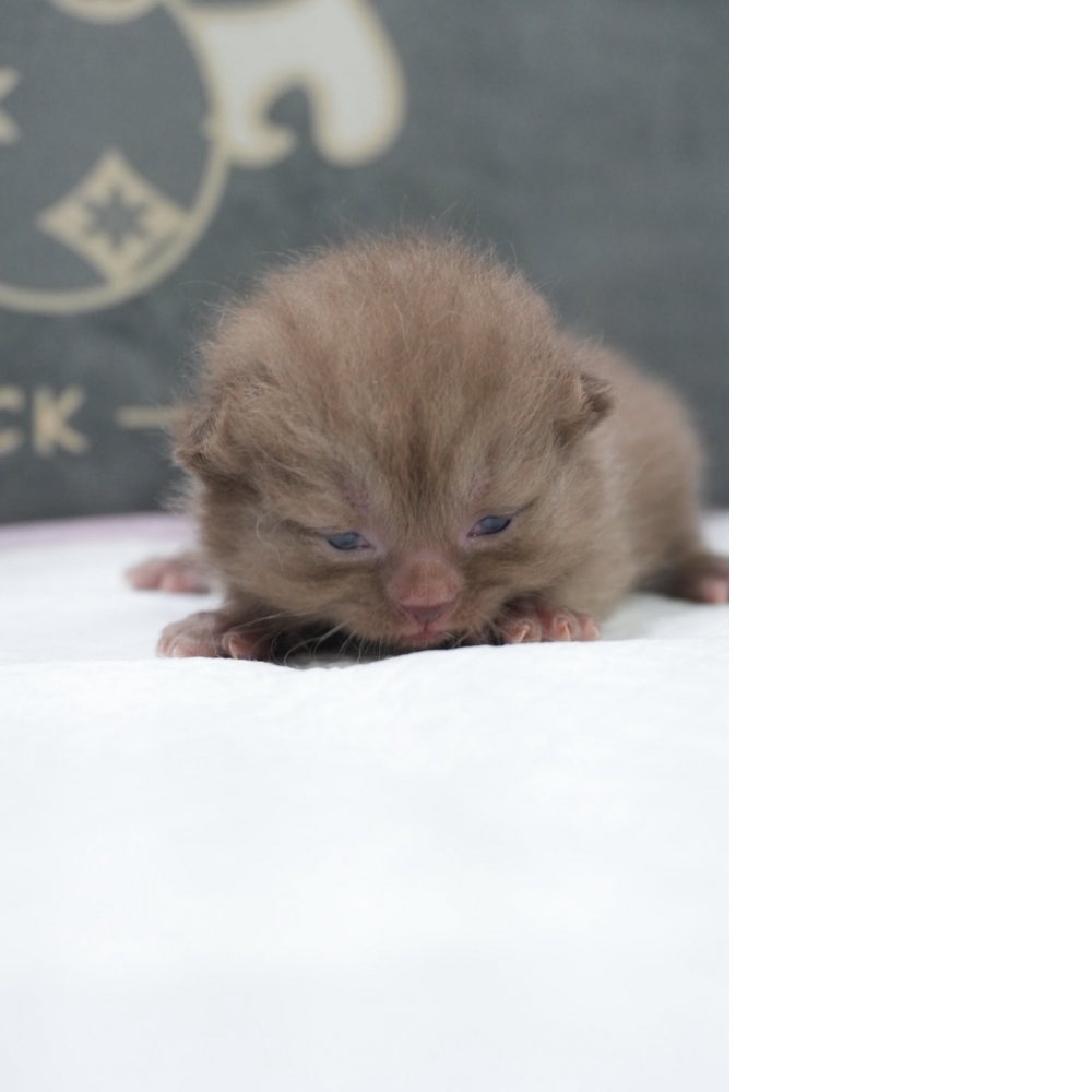 肉桂色英短貓咪(2026.04.13誕生)