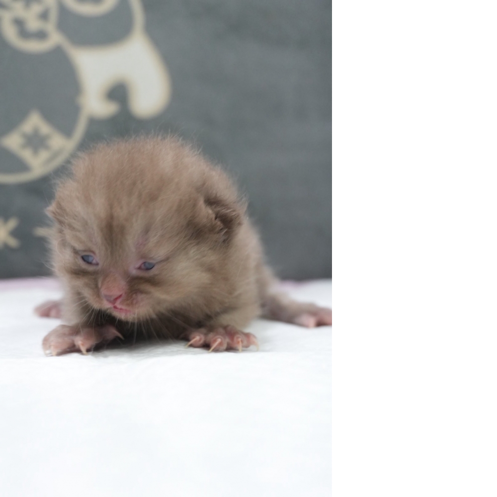 肉桂色英短貓咪(2026.04.13誕生)