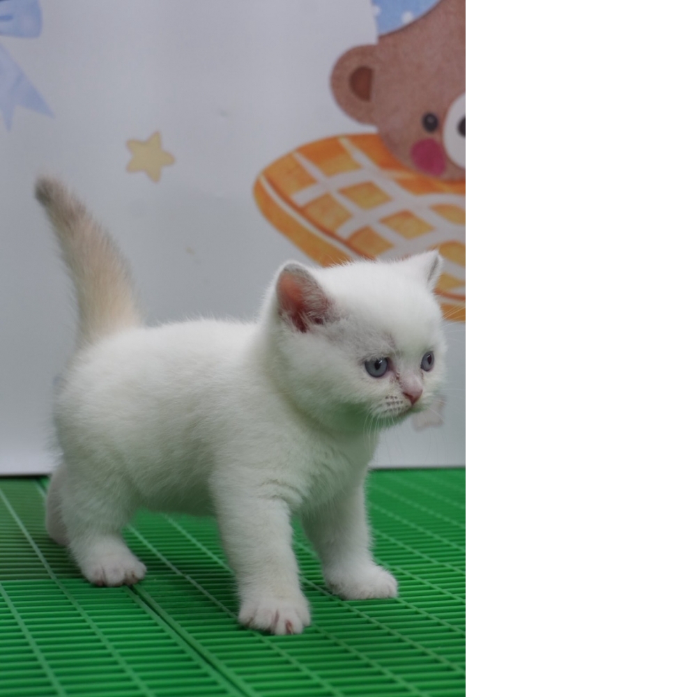 布偶色英短貓咪(2026.05.19誕生)