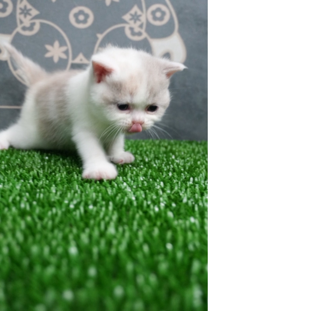 紫3花英短貓咪(2026.07.15誕生)已有溫馨家