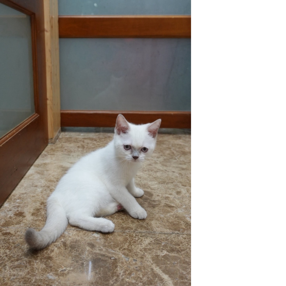 布偶色英短貓咪(2026.05.19誕生)