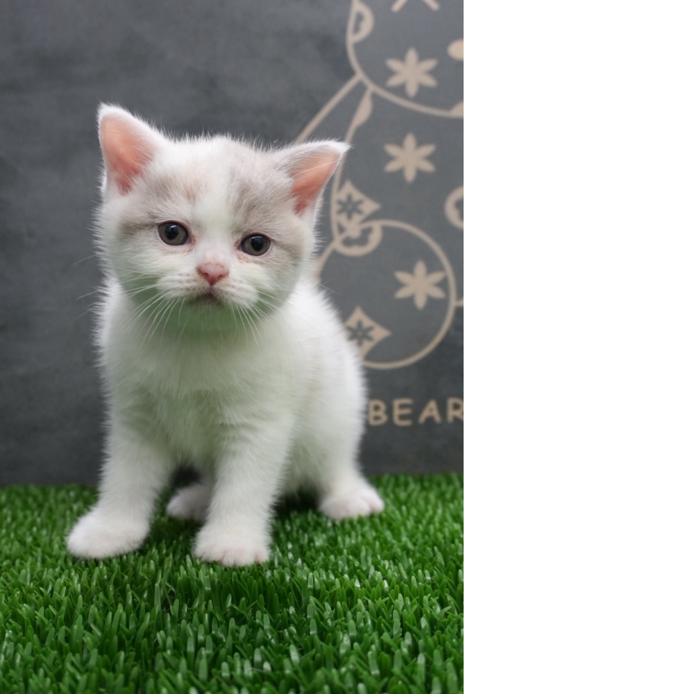 紫3花英短貓咪(2026.07.15誕生)已有溫馨家