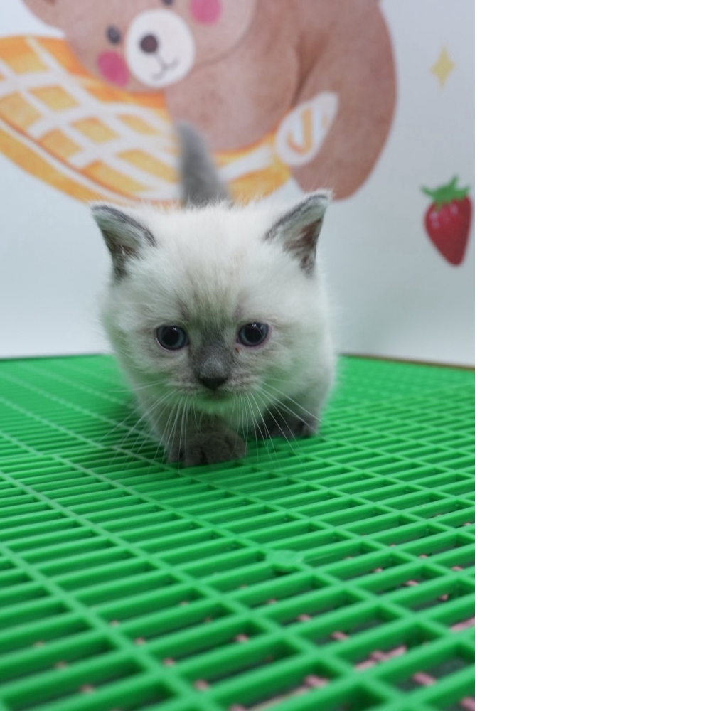 布偶色曼赤肯貓咪(2026.07.12誕生)