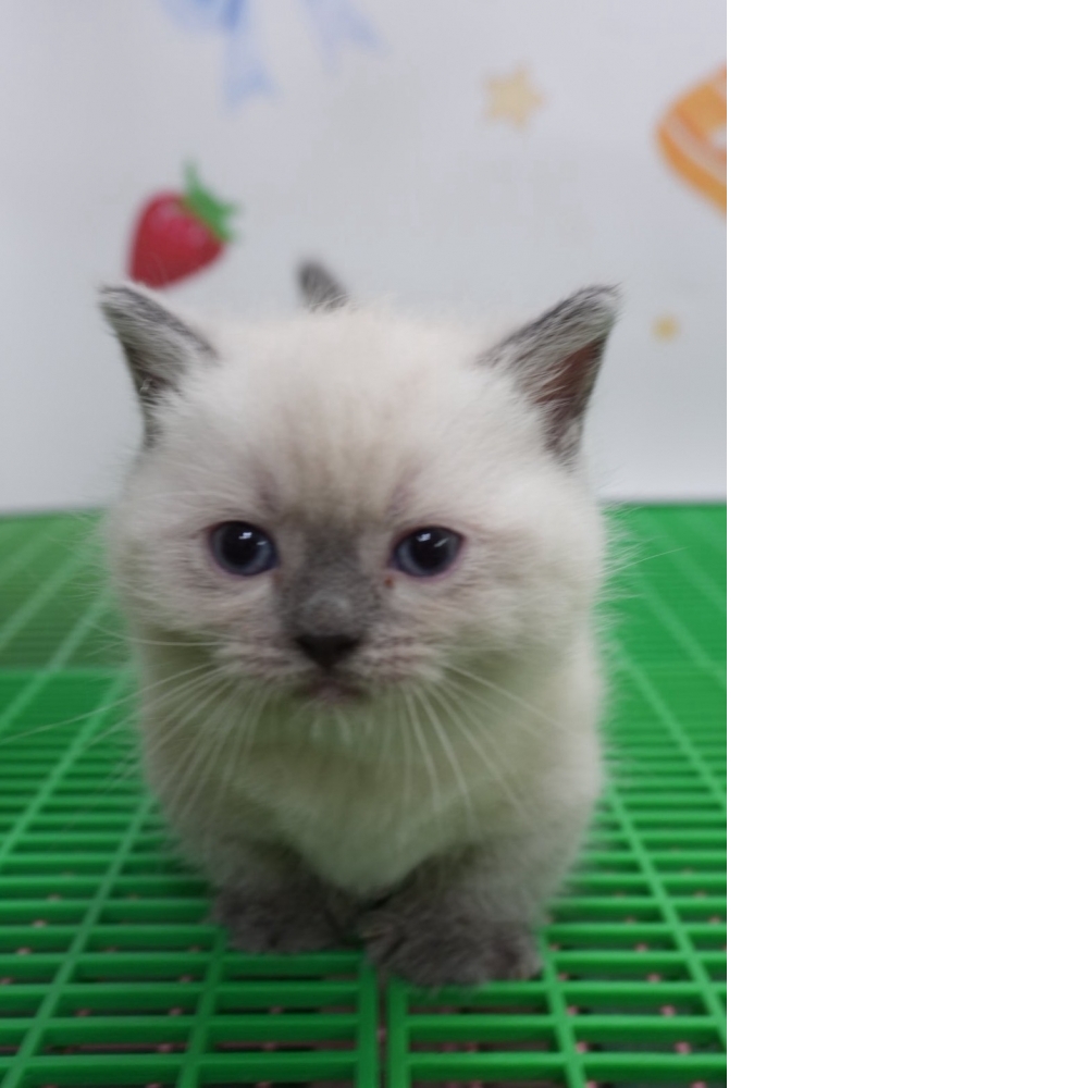 布偶色曼赤肯貓咪(2026.07.12誕生)