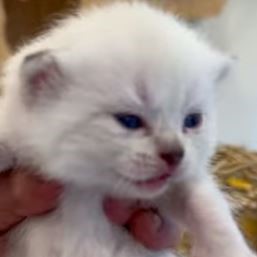 白重點色英短妹妹 1