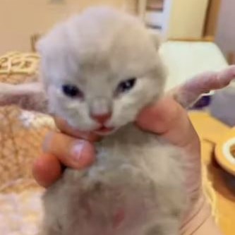 小鹿色英短弟弟 11