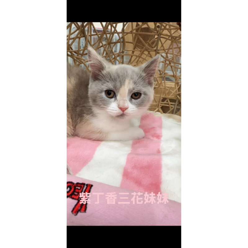 紫丁香三花妹妹 11