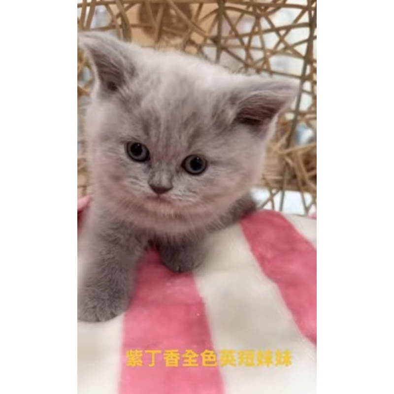 紫丁香全色英短妹妹 