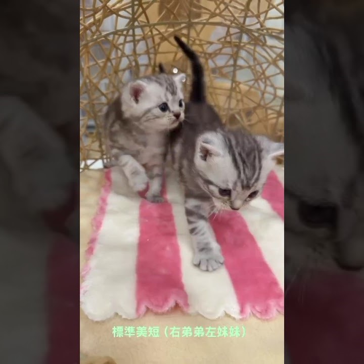 標準美短 114/10/6出生