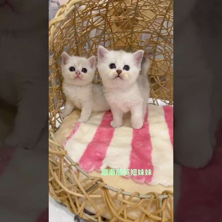 銀漸層英短妹妹 114/10/20出生