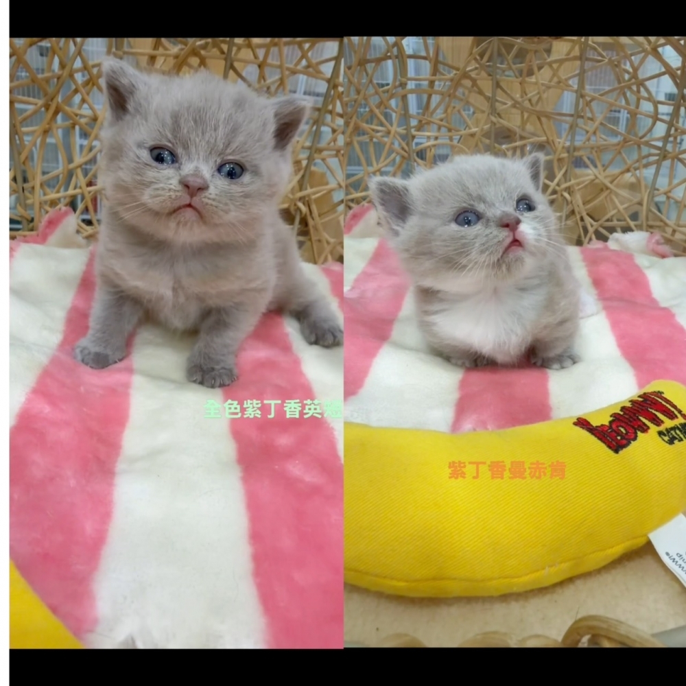 紫丁香曼赤肯（右）/