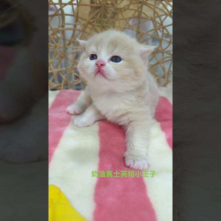 奶油賓士英短弟弟 1