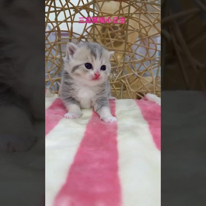 三花英短小公主 11