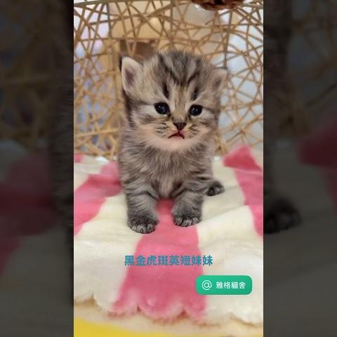 黑金虎斑英短妹妹 1