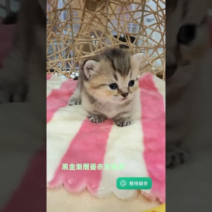 黑金漸層曼赤肯弟弟 