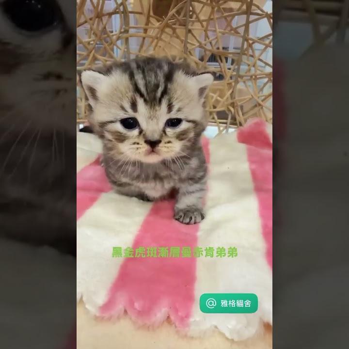 黑金虎斑漸層曼赤肯弟