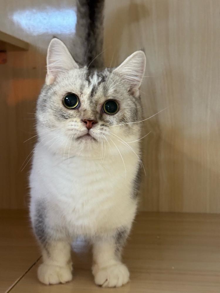 曼赤肯銀漸層加白弟弟