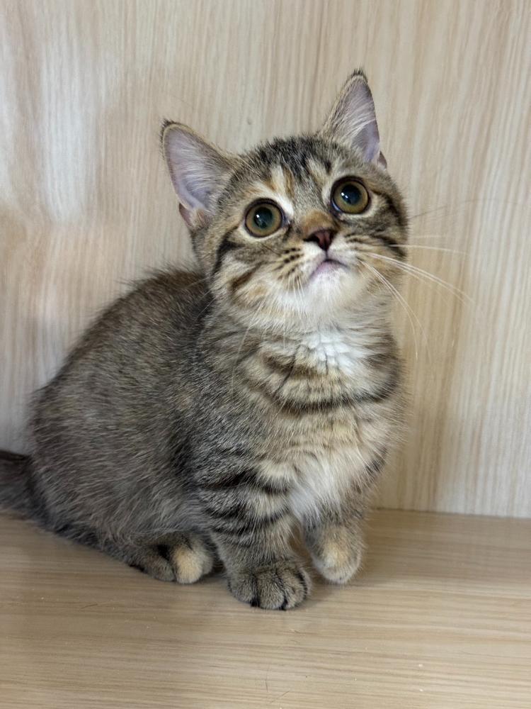 小步舞曲虎斑妹妹