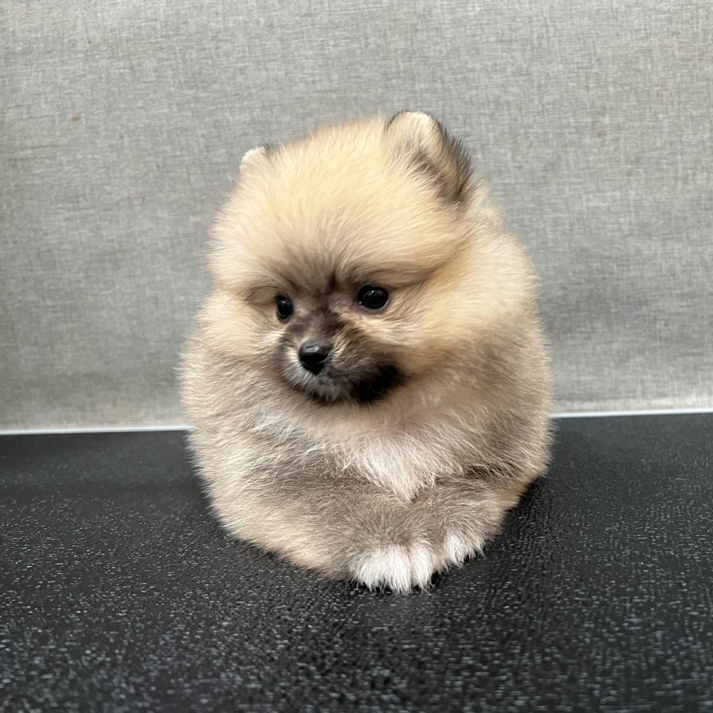 博美妹妹