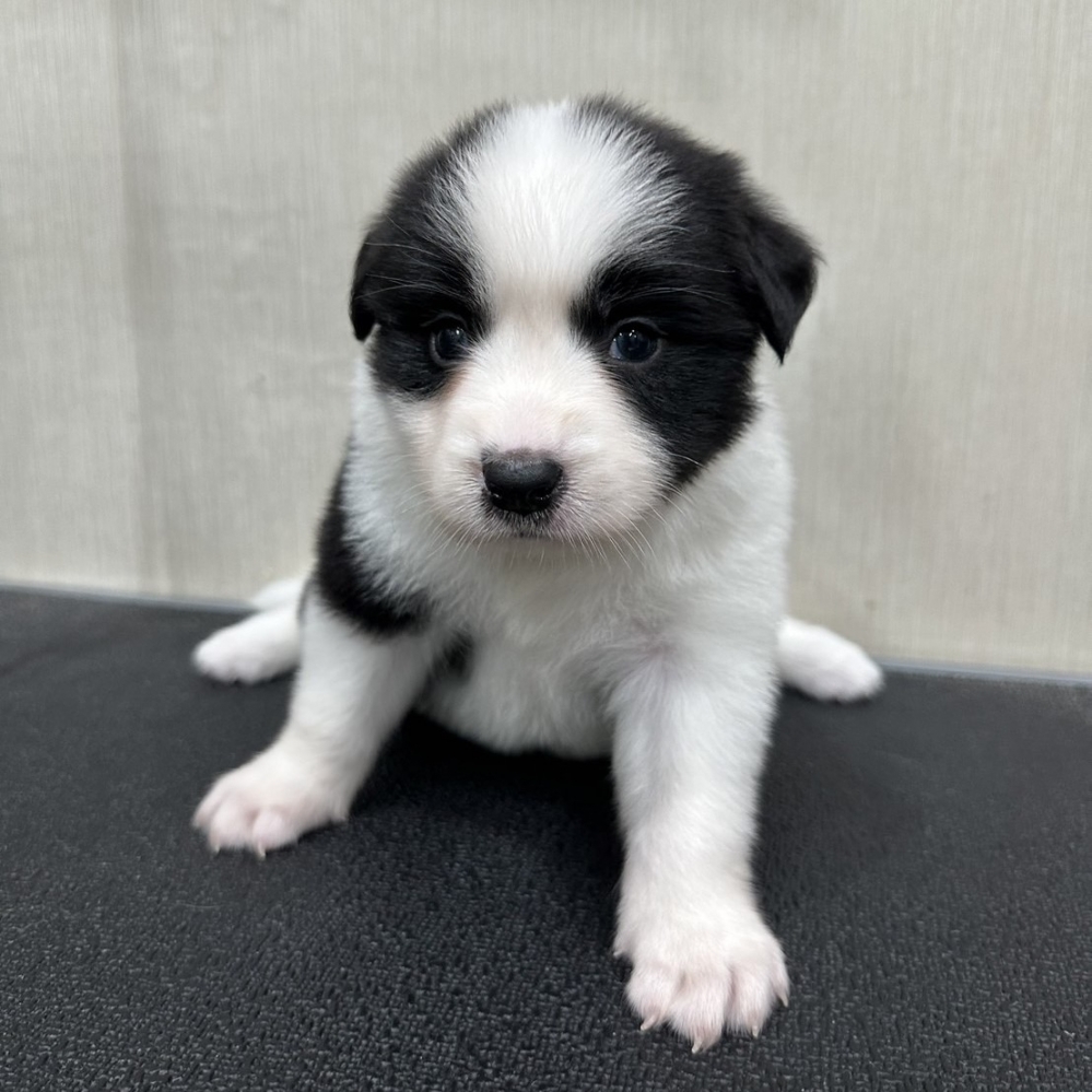 邊境牧羊犬妹妹