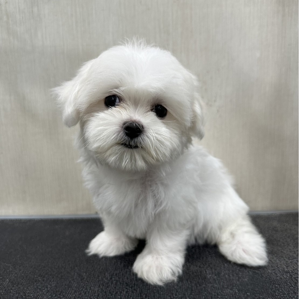瑪爾濟斯妹妹