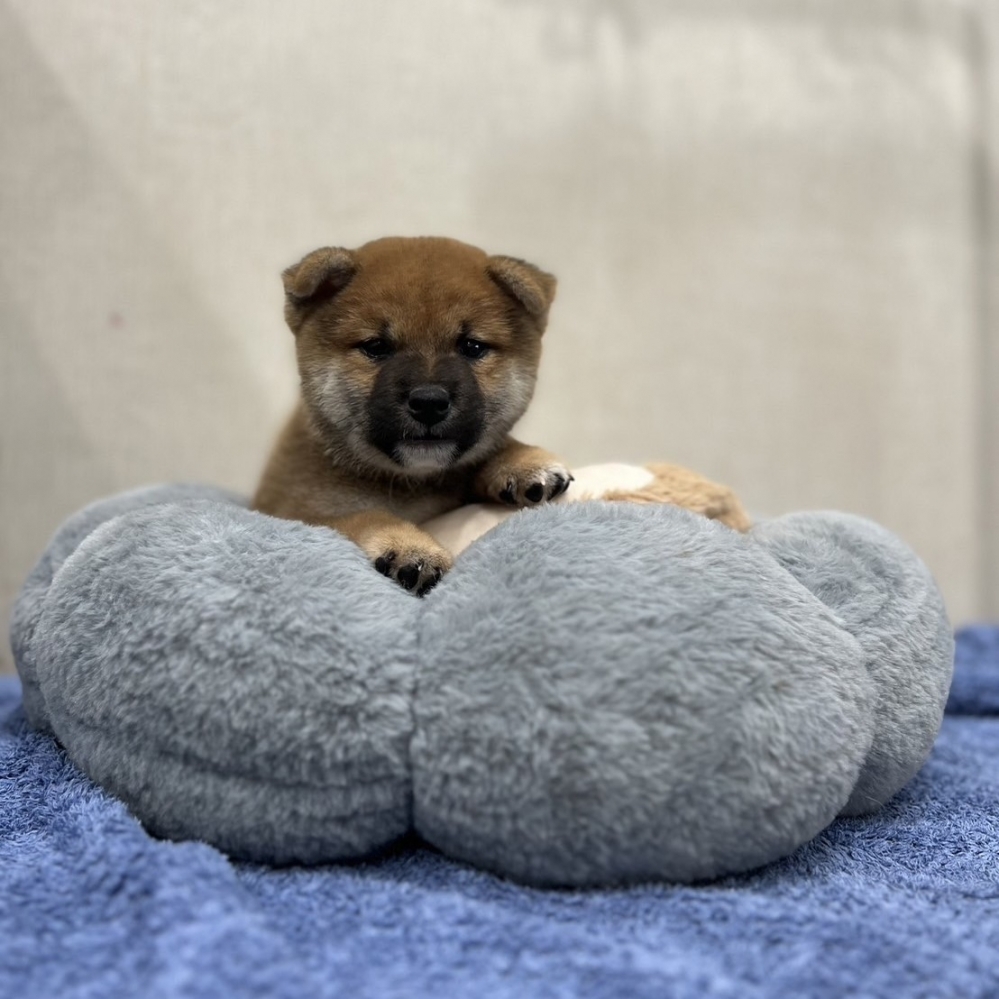 柴犬弟弟