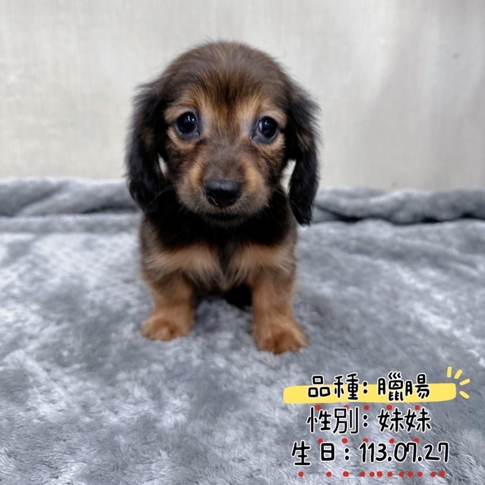 臘腸妹妹